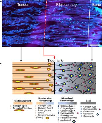 Tissue Engineering for the Insertions of Tendons and Ligaments: An Overview of Electrospun Biomaterials and Structures